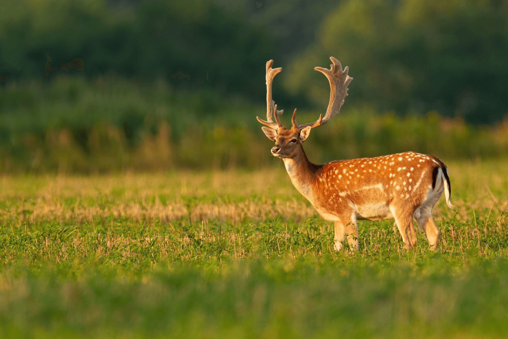 Deer in quiet morning mist