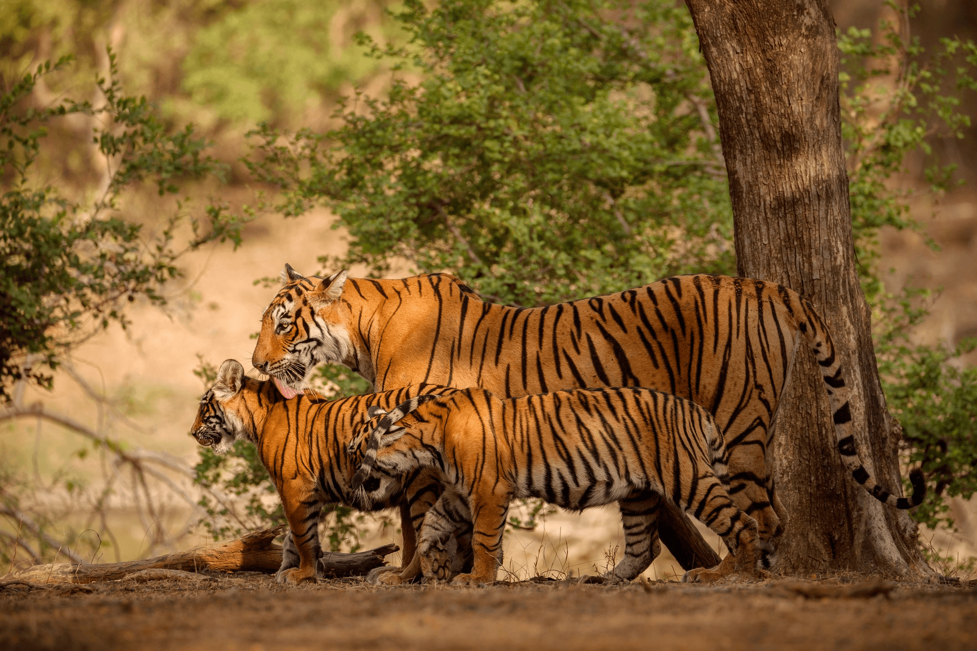 Wild tigers in natural habitat