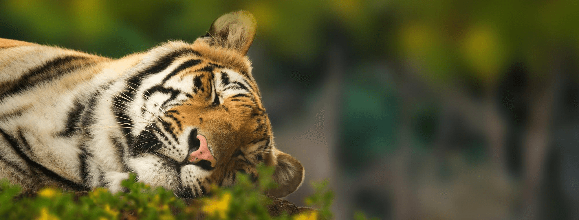 Tiger emerging from deep jungle