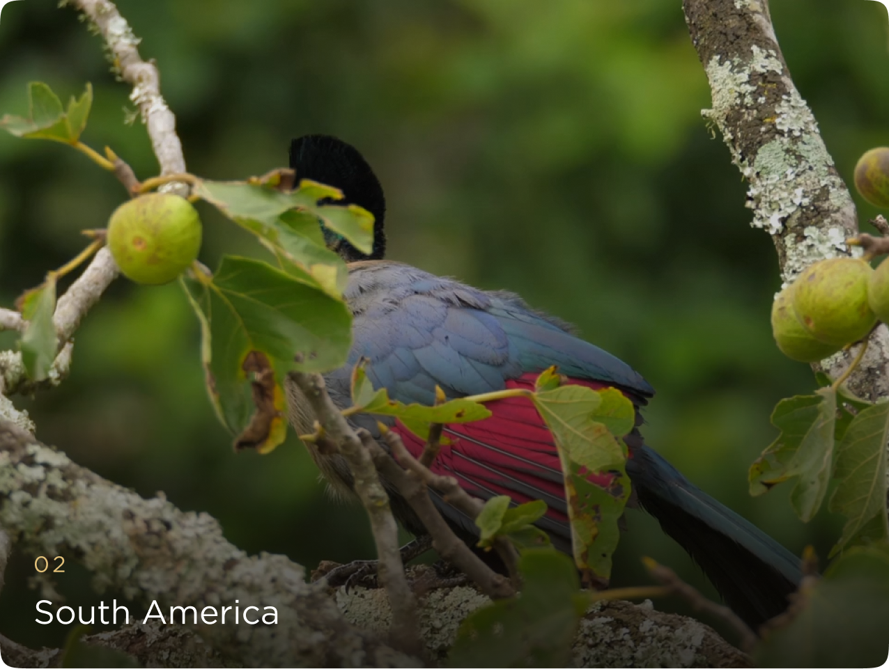 South America